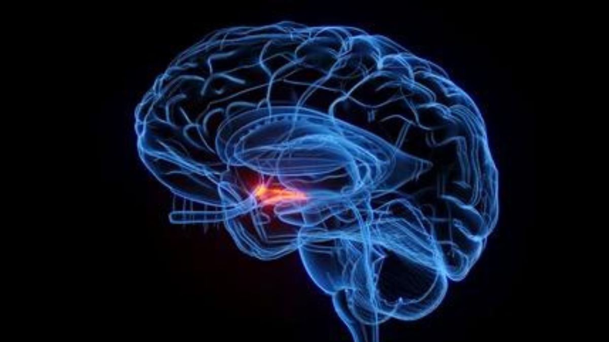 superior colliculus