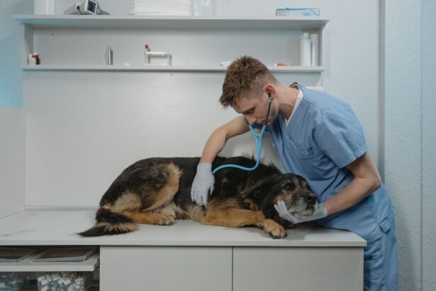 easiest vet schools to get into in us