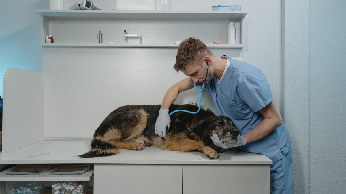 easiest vet schools to get into in us